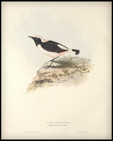 Saxicola Leucomela Poster