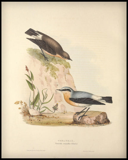 Saxicola Oenanthe Poster