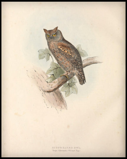 Scops Aldrovandi Poster