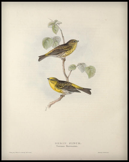 Serinus Flavescens Poster